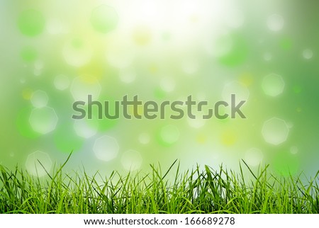 green grass on the green backgrounds