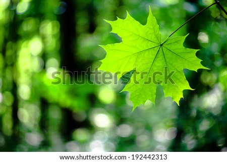forest trees leaf. nature green wood sunlight backgrounds.