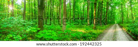 panorama forest trees. nature green wood sunlight backgrounds.
