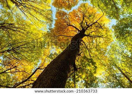 autumn forest trees. nature green wood sunlight backgrounds. .