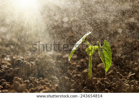Green seedling growing on the ground in the rain