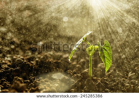 Green seedling growing on the ground in the rain
