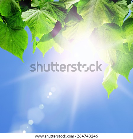 forest trees leaf. nature green wood sunlight backgrounds.