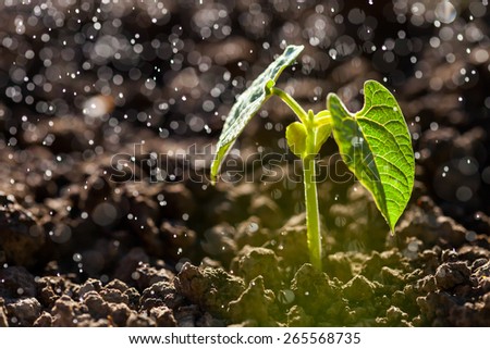 Green seedling growing on the ground in the rain.