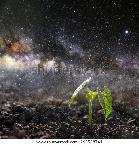 Green seedling growing on the ground in the rain. Elements of this image furnished by NASA