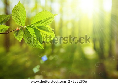 forest trees leaf. nature green wood sunlight backgrounds. spring, summer