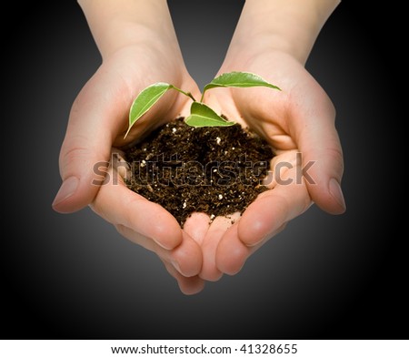 plant in hands on the white