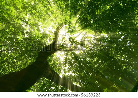 nature. pathway in the forest with sunlight