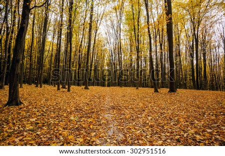 autumn forest trees. nature gold wood sunlight backgrounds.