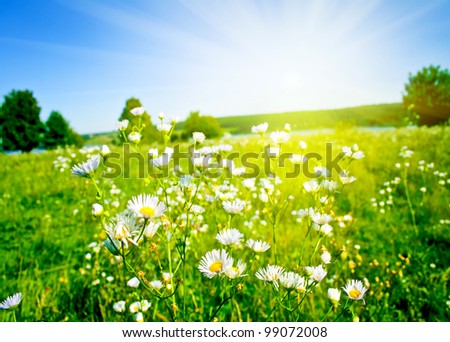 field of grass. meadow green under sky