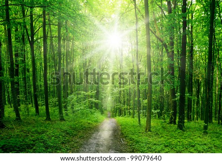 nature tree . pathway in the forest with sunlight backgrounds.