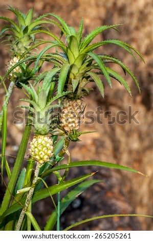pineapple fruit Vietnam, natural plant