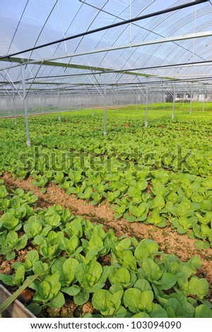Vegetable Farm With Protective  Nets To Keep Out Pests