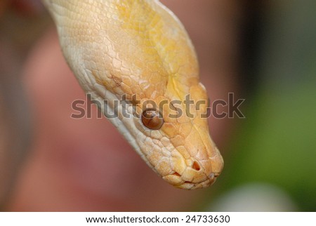 Closeup Of A Snake Head