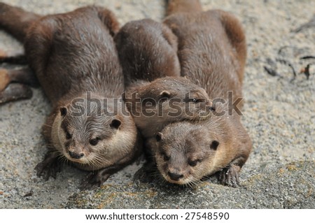 Otter Family
