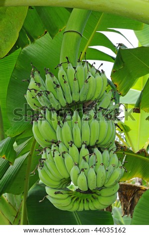 A Bunch Of  Green Banana Hanging On A Banana Tree