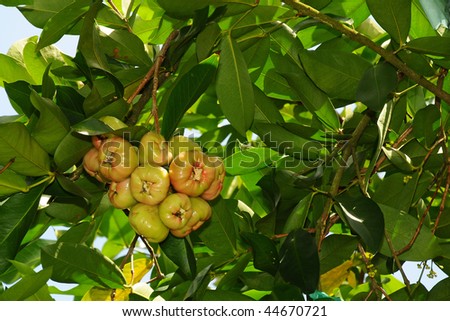 Rose Apple Tree With Fruits