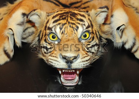 Specimen Tiger Head And Skin On Display