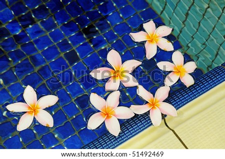 Fallen Flowers Floating On The Water Of A Swimming Pool