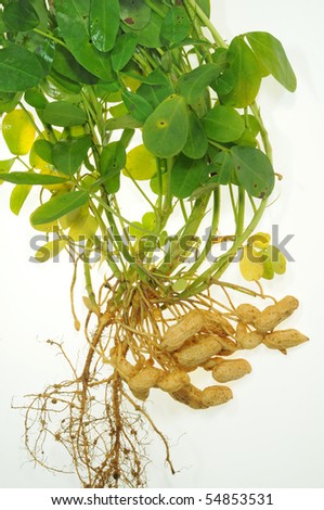 Groundnut Plants With Groundnuts And Roots Stock Photo 54853531 