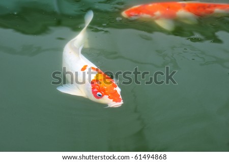 stock photo A Koi Carp Swimming Slowly In A Clear Water Pond