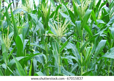 Maize Plants Growing In The Plantation