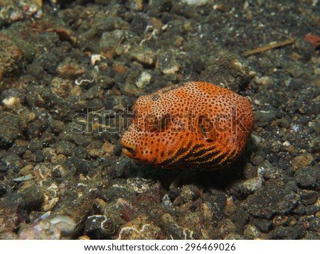 juvenile Puffer Fish/Baby Puffer Fish