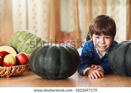 Little child choose a pumpkin autumn. Child sitting on giant pumpkin. Pumpkin is traditional vegetable used on American holidays - Halloween and Thanksgiving Day.