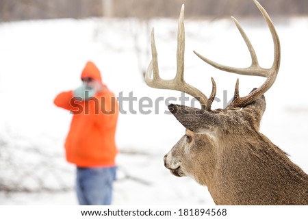 Deer hunter in orange taking aim at a whitetail deer. Focus on deer