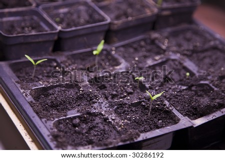 starter plants