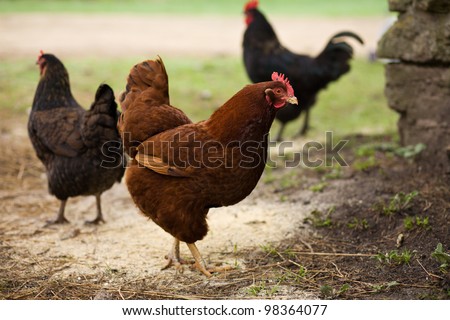 Free range organic chickens, rural Wisconsin