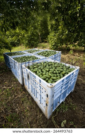 Avocado Harvesting