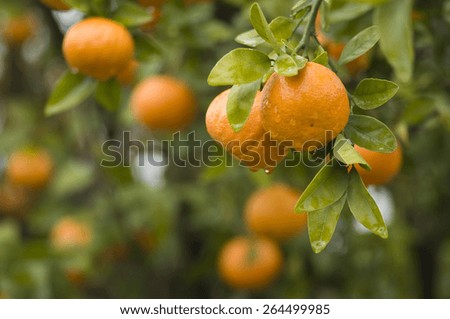 Fresh clementine on the tree