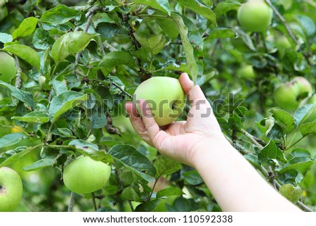 Hand picking a green apple from a tree