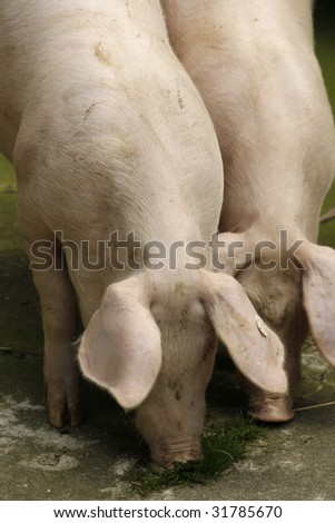Young hogs on a farm - outdoor shot