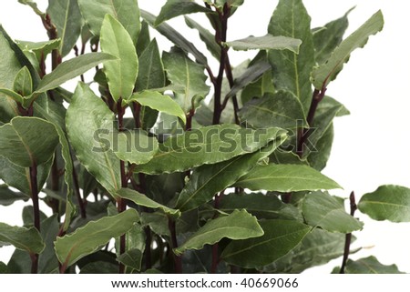 Closeup of green laurel leaves on a laurel bush