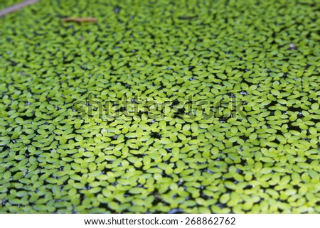 Duck weed - water plant