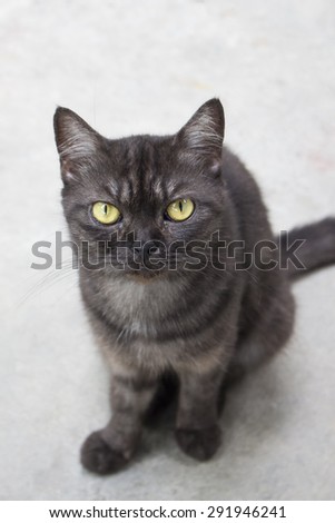Black angry cat looking at the camera - face focus