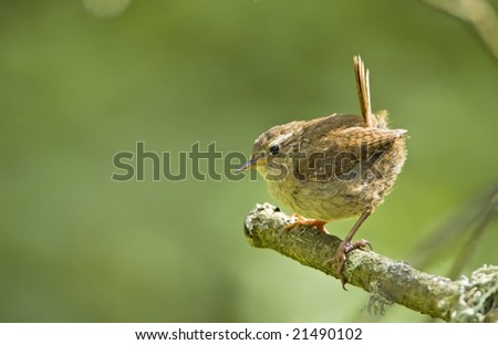 one of the smallest birds in europe. his name is winter wren or Troglodytes troglodytes