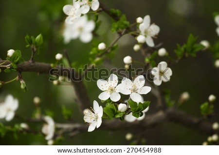 Plum blossoms, flowering plum, plum beautiful white flowers in the garden, selective focus