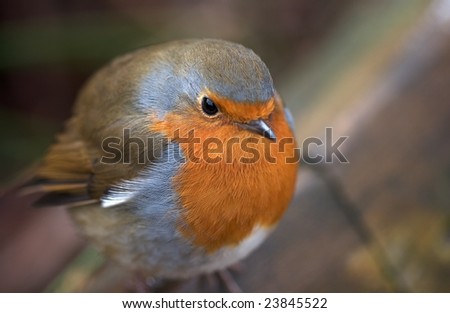 Robin red breast - puffed-up to stay warm