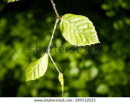 arm of a common beech leaf