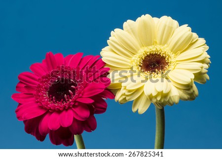 one yellow and one pink gerbera daisies on a blue background. flowers are in the center of the frame. most of the frame holds a flower on a green stem. isolated