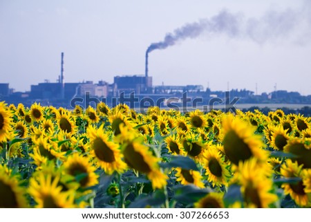 Agricultural field of sunflowers and  smoking pipes of industrial plant at background