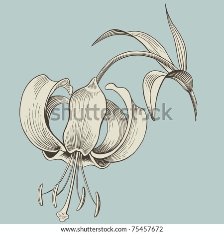 stock vector eps lily flower engraving or ink drawing