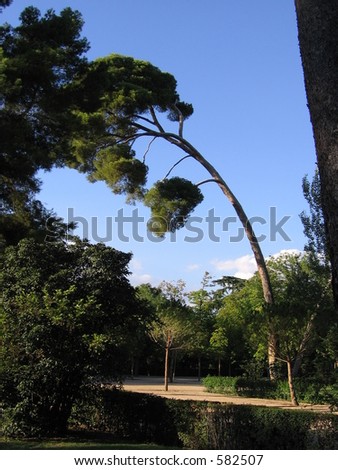 Bent tree in a spanish park
