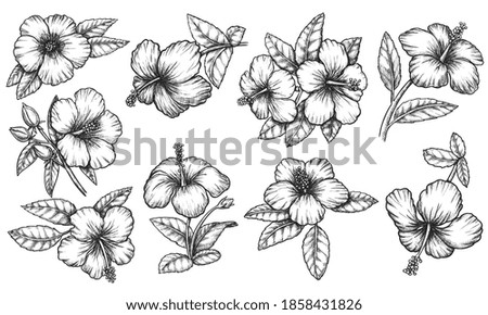 hibiscus. tropical hawaiian hibiscus flower petal and leaf on stem detailed outline graphic flourish sketch. Isolated floral set on white background. Herbal ornament monochrome drawing