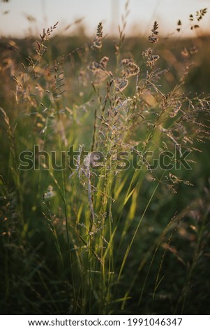 A vertical closeup shot of tall grass and plants in a sunny field illuminated by golden sunlight