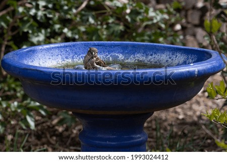 A small sparrow bird perched in a blue fountain