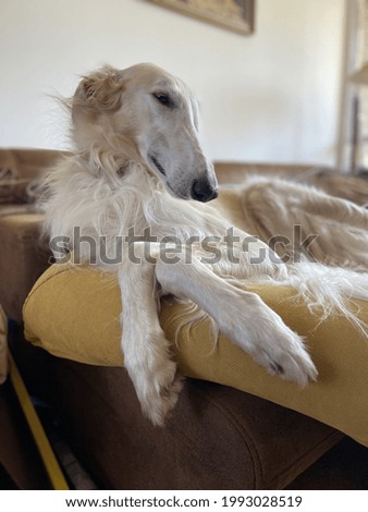 A vertical shot of a white Saluki dog lying on a sofa in a house with a blurry background
